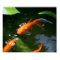 FISH TALES   www.debbie-may.fineartamerica.com