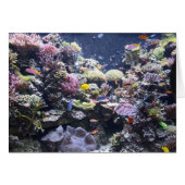 Fish Tank (Front Horizontal)