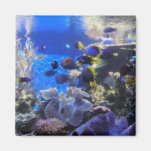 Fish tank 2 magnet