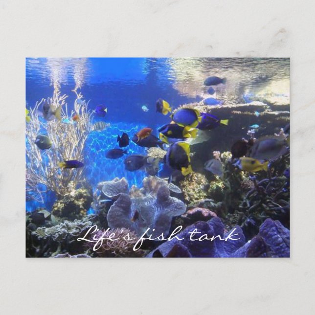 Fish tank 2 post card (Front)