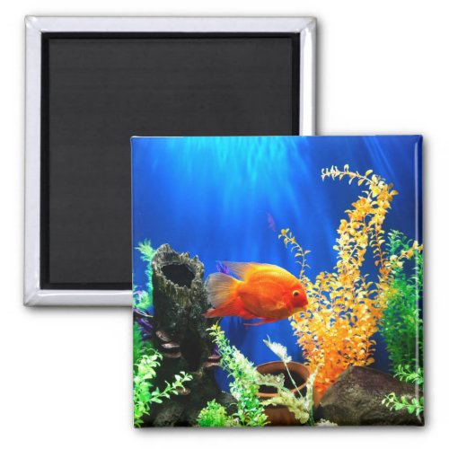 Fish tank aquarium magnet