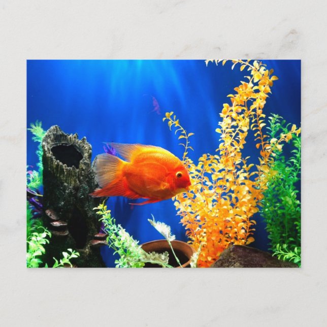 Fish tank aquarium postcard (Front)