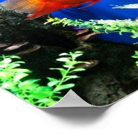 Fish tank aquarium poster, Zazzle