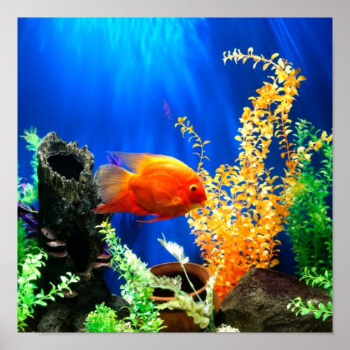 Fish tank aquarium poster