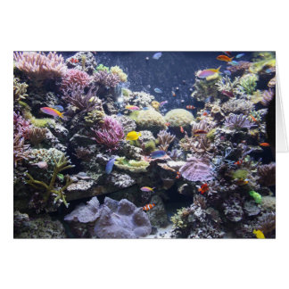 Fish Tank Cards