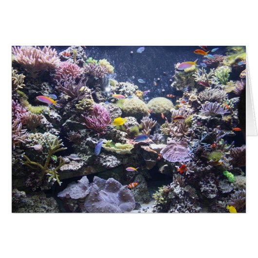 Fish Tank Cards (Front Horizontal)