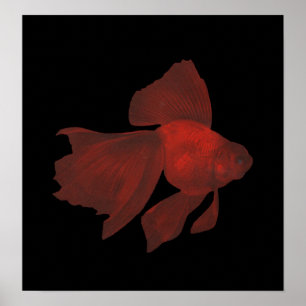 Fish - Veiltail Goldfish - Carassius auratus Poster