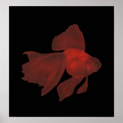 Fish _ Veiltail Goldfish _ Carassius auratus Poster