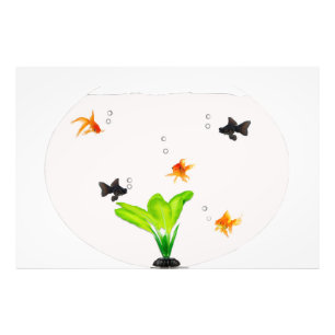 Fishbowl Photo Print