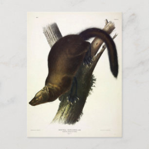 Fisher (Pennant's Marten or Cat Fisher) by Audubon Postcard
