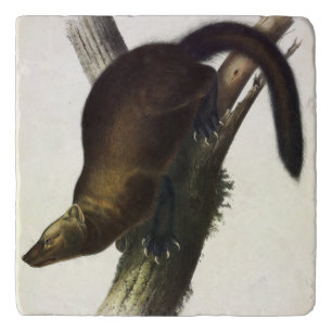 Fisher (Pennant's Marten or Cat Fisher) by Audubon Trivet