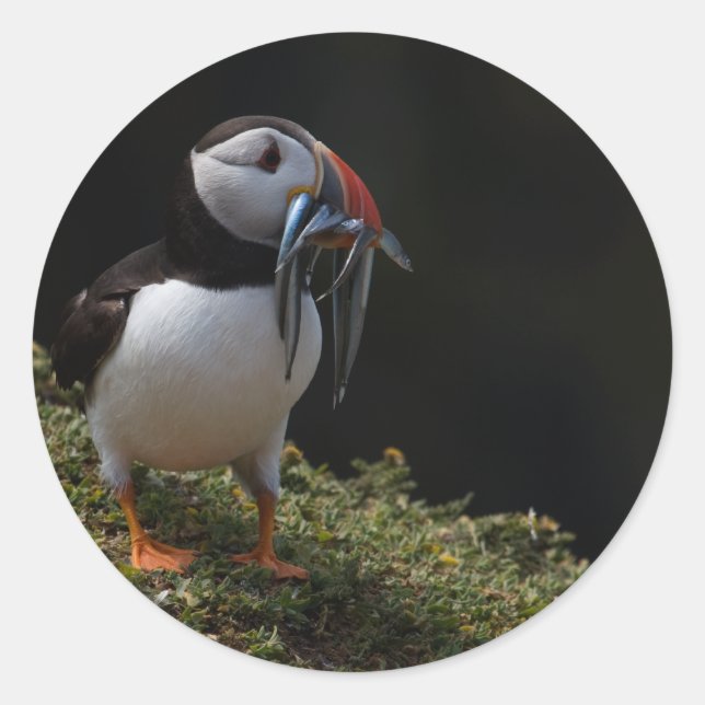 Fisher Puffin Classic Round Sticker (Front)