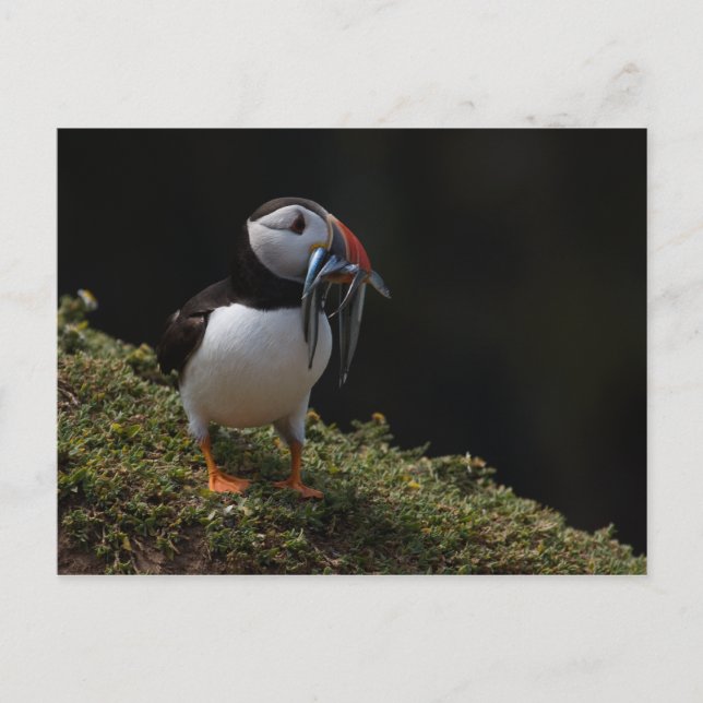 Fisher Puffin Postcard (Front)