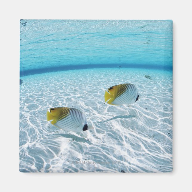 Fishes in the sea 2 magnet (Front)