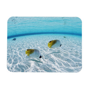 Fishes in the sea 2 magnet