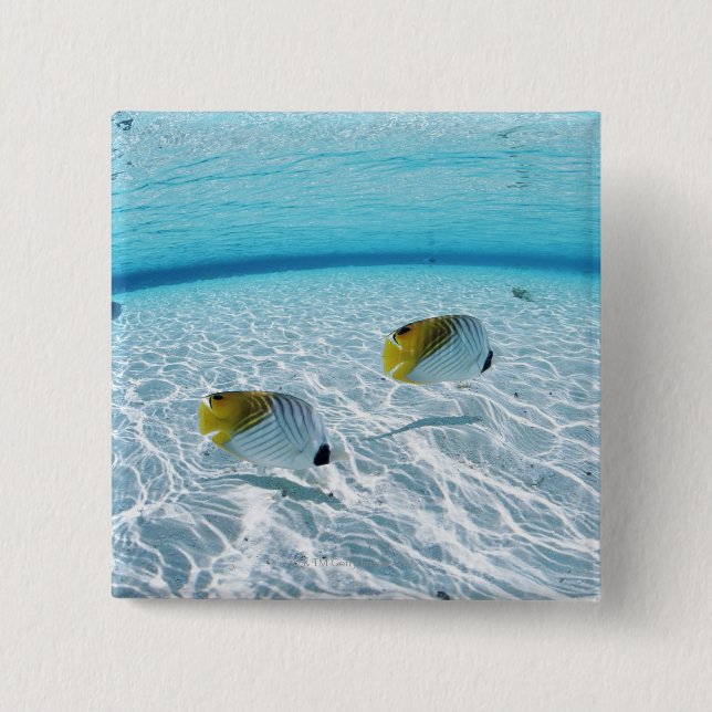 Fishes in the sea 2 pinback button (Front)