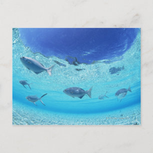 Fishes in the sea 4 postcard