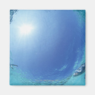 Fishes in the sea magnet