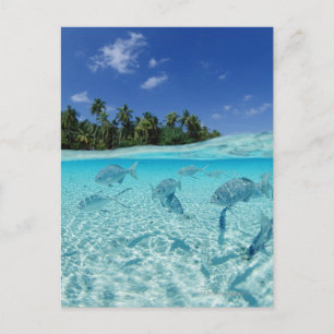 Fishes in the sea postcard