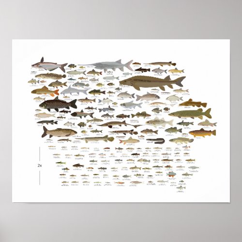 Fishes of Iowa Poster