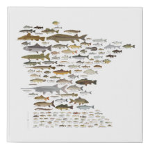 Fishes of Minnesota