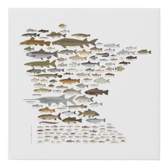 Fishes of Minnesota Faux Canvas Print (Front)