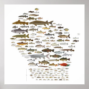Fishes of Wisconsin Poster