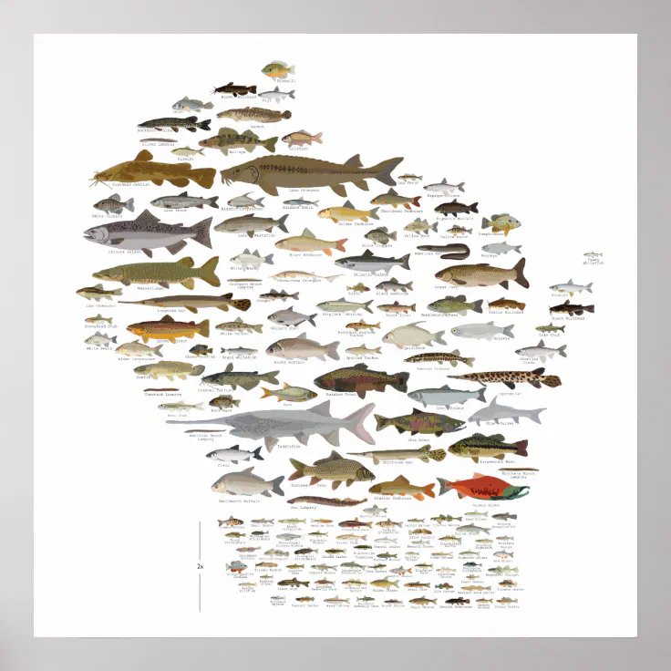 Wisconsin Native Fish Species Poster - Forward Apparel Company™