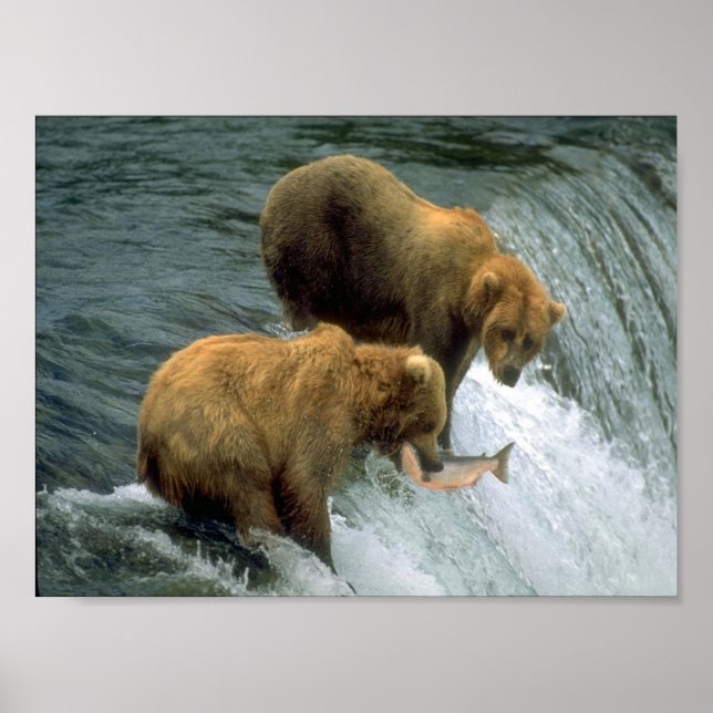 Fishing Bears 1 Poster (Front)