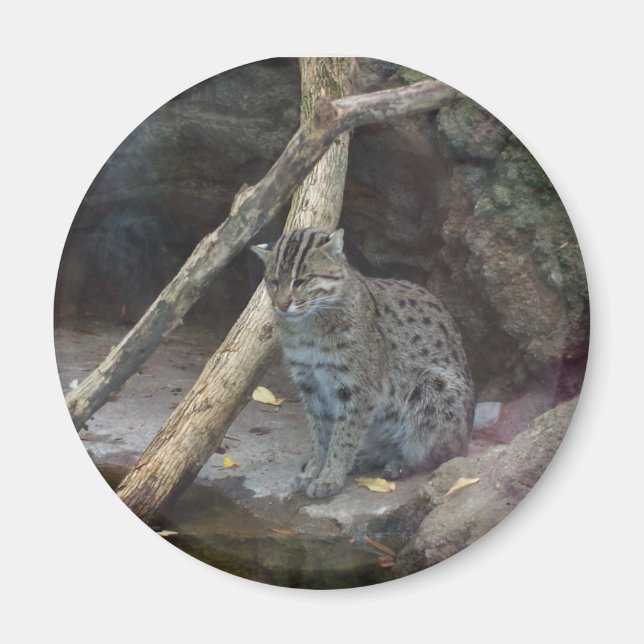 fishing cat magnet (Front)