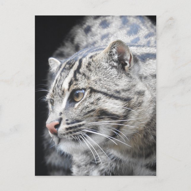 Fishing Cat Postcard (Front)