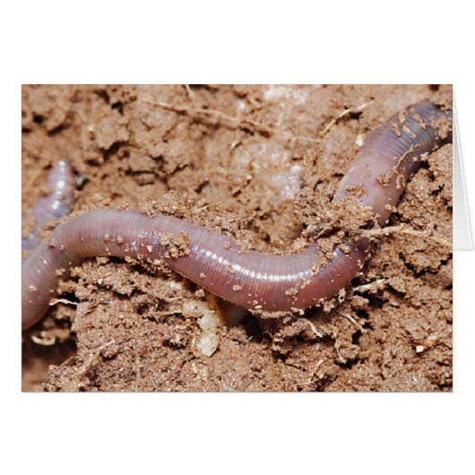 Fishing Earth Worm Cards (Front Horizontal)