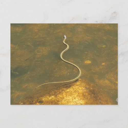 Fishing Garter Snake Postcard