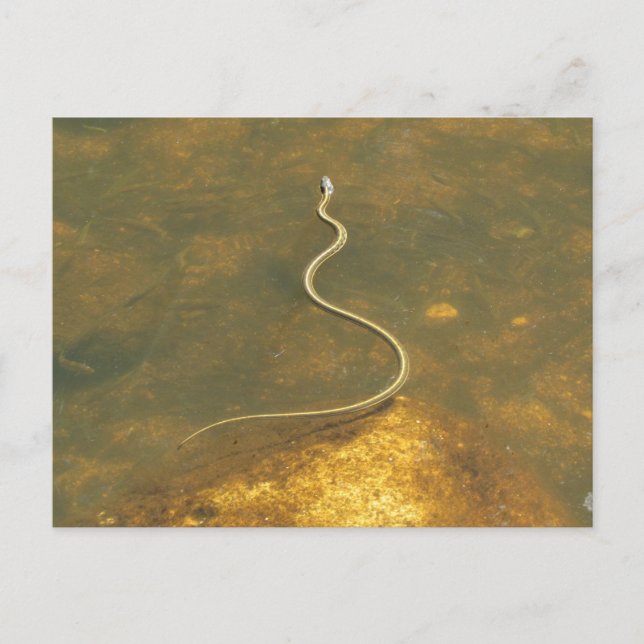 Fishing Garter Snake Postcard (Front)