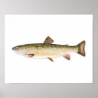 Female Brook Trout Poster | Zazzle.com