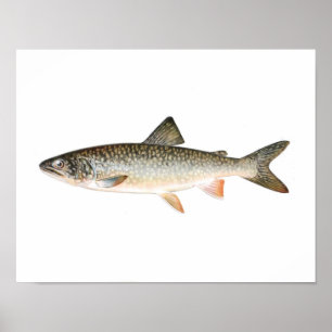 Fishing poster - Lake Trout Fish