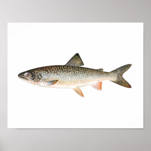 Fishing poster - Lake Trout Fish (Front)