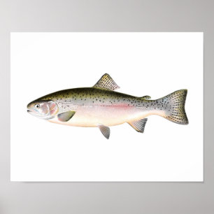 Fishing poster - Rainbow Trout Fish