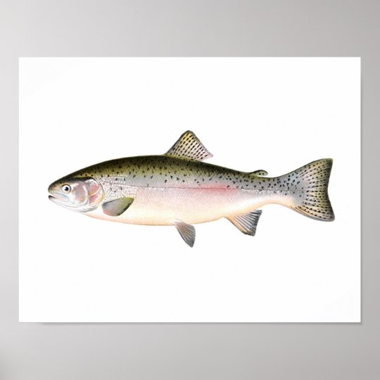 Fishing poster - Rainbow Trout Fish | Zazzle.com