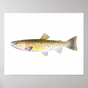 Fishing poster - Rocky Mountain Trout Fish