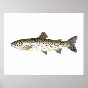 Fishing poster - Salmon Trout Fish