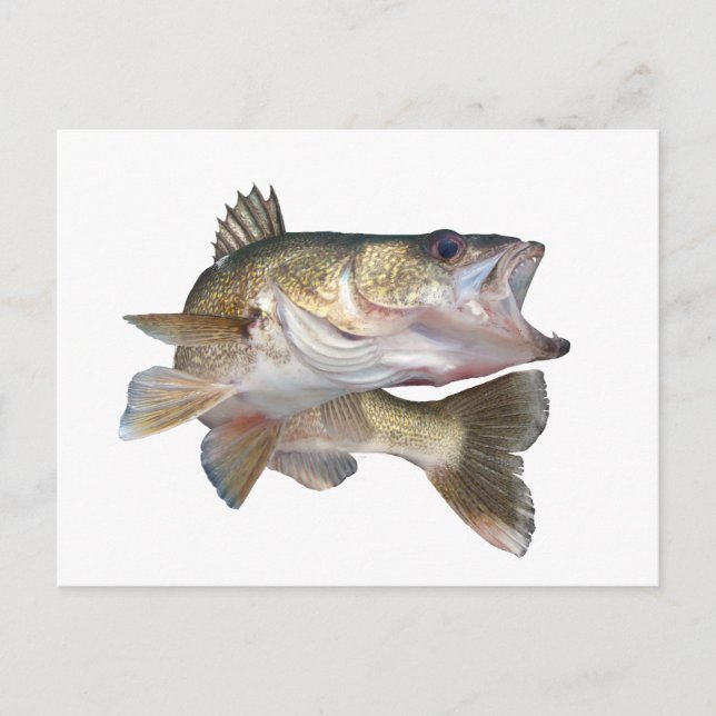 Fishing Walleye Postcard (Front)