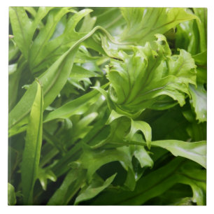 Fishtail Fern Tile