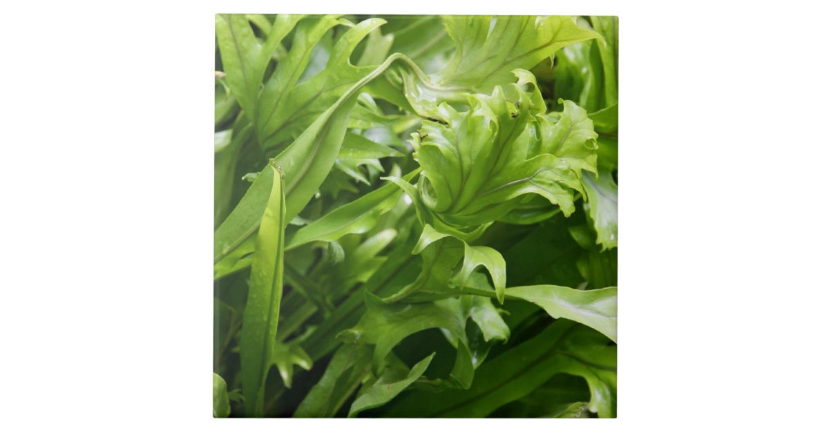Fishtail Fern Tile | Zazzle
