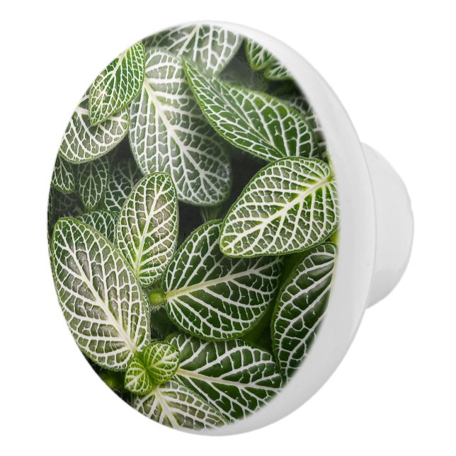 Fittonia Mosaic Plant with Variegated Leaves Ceramic Knob (Right)