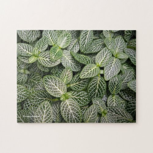 Fittonia Mosaic Plant with Variegated Leaves Jigsaw Puzzle