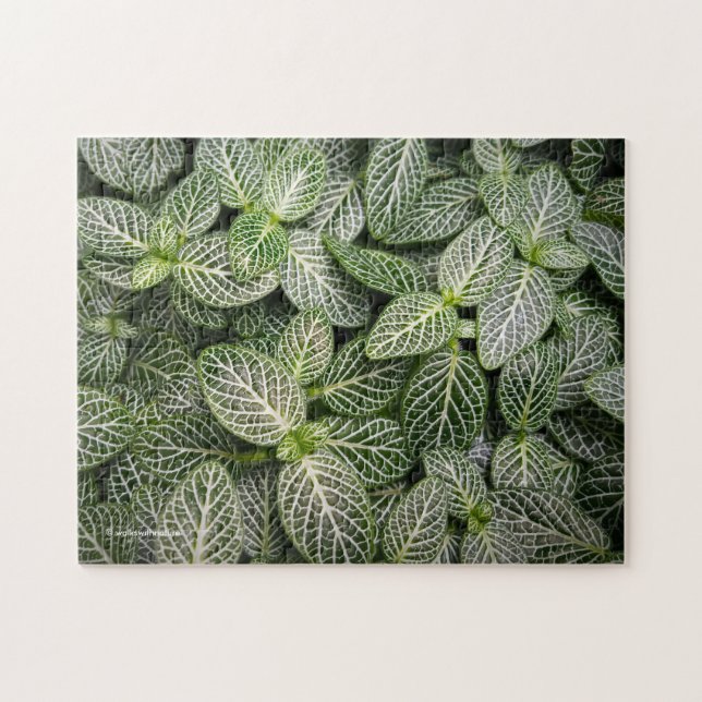 Fittonia Mosaic Plant with Variegated Leaves Jigsaw Puzzle (Horizontal)