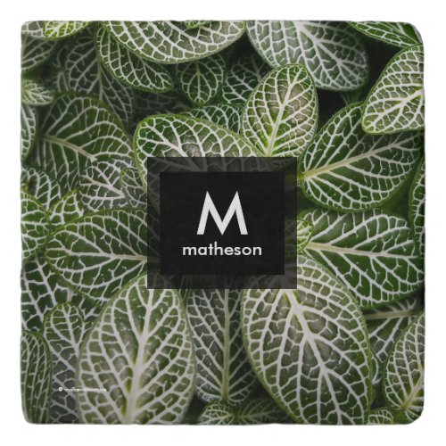 Fittonia Mosaic Plant with Variegated Leaves Trivet