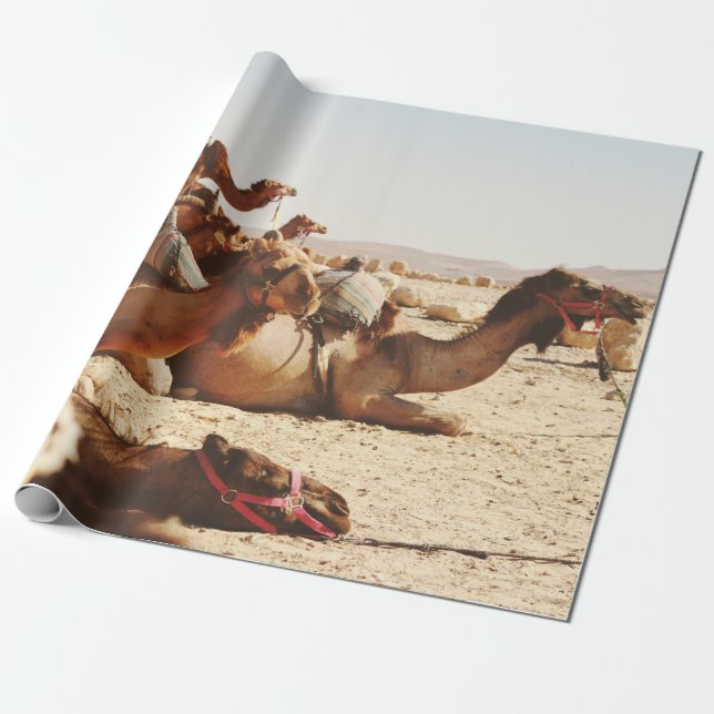 FIVE CAMELS ON FIELD WRAPPING PAPER (Unrolled)