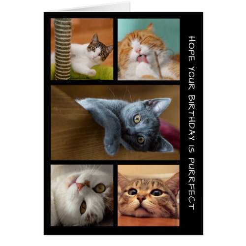 Five CAT Photo Birthday Collage Birthday Card